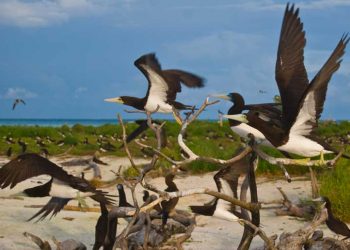 HPAI Göçmen Kuşlarda Daimi Değildir