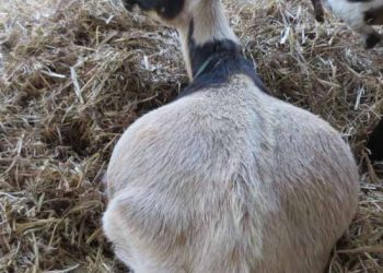 Keçilerde Görülen Yaygın Beslenme Hastalıkları
