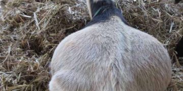 Keçilerde Görülen Yaygın Beslenme Hastalıkları