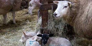 Koyun ve Keçilerde Aşı Uygulamaları