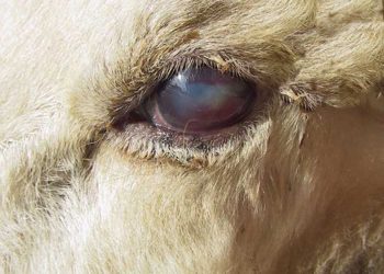 Koyun ve Keçilerde Pembe Göz (Pink Eye)