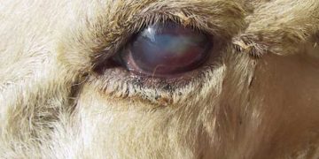 Koyun ve Keçilerde Pembe Göz (Pink Eye)