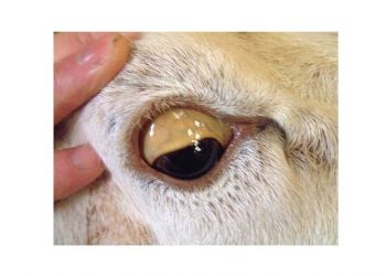 Koyunlarda Bakır (Cu) Zehirlenmesi