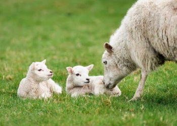 Koyunlarda Kızgınlığın Toplulaştırılması