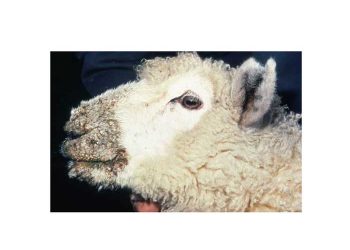 Kuzularda Bulaşıcı Ektima Hastalığı