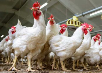 Nekrotik Enteritis Aşısı