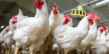 Nekrotik Enteritis Aşısı