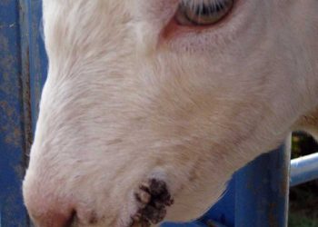 Oğlaklarda Bulaşıcı Ektima Hastalığı