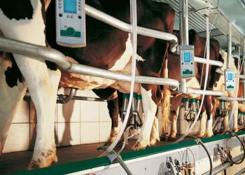 Sağım Yapılırken Nelere Dikkat Edilmelidir?