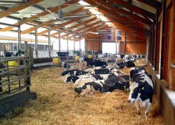 Sığır Barınaklarında Aydınlatma