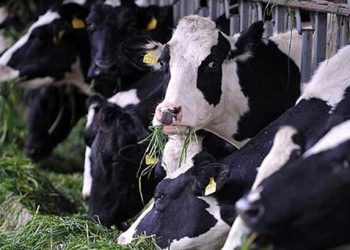 Sığır, Koyun ve Keçi Sayısı Arttı