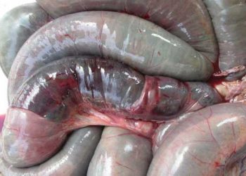 Sığırlarda Kanlı Bağırsak Hastalığı (Hemorrhagic Bowel Syndrome)