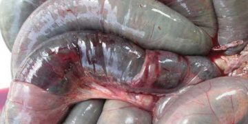 Sığırlarda Kanlı Bağırsak Hastalığı (Hemorrhagic Bowel Syndrome)