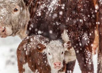 Sığırlarda Kış ishali