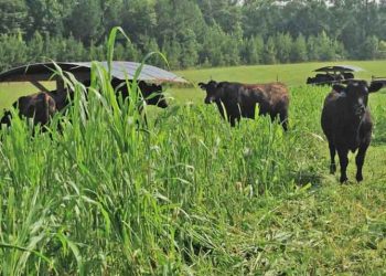 Sığırlarda Nitrat Zehirlenmeleri