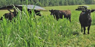 Sığırlarda Nitrat Zehirlenmeleri