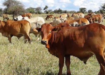 Sığırlarda Solunum Yolu Enfeksiyonuna Karşı Koruma ve Tedavi
