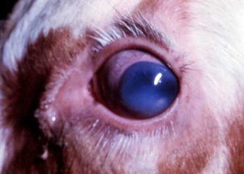 Sığırların Öldürücü Nezlesi