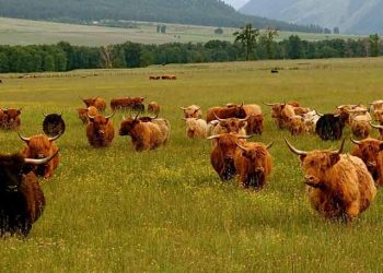 Sığırların Solunum Yolu Enfeksiyonlarında Tedavi
