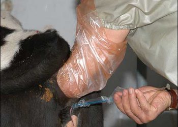 Suni Tohumlama Uygulamasıyla Döl Tutmayan Hayvanlarda Dikkat Edilmesi Gereken Konular