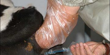 Suni Tohumlama Uygulamasıyla Döl Tutmayan Hayvanlarda Dikkat Edilmesi Gereken Konular