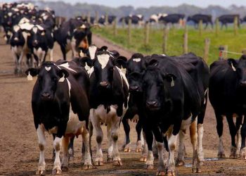 Süt Sığırcılığı İşletmelerinde Gezinti Alanları