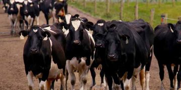 Süt Sığırcılığı İşletmelerinde Gezinti Alanları