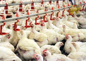 Tavukçulukta Yanlış Bilinen Doğrular