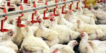 Tavukçulukta Yanlış Bilinen Doğrular