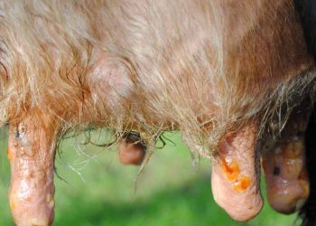 Yalancı Çiçek Nedir?