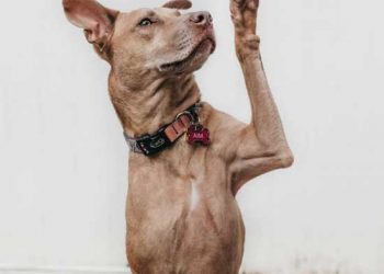 Yalancı Felç Nedir?