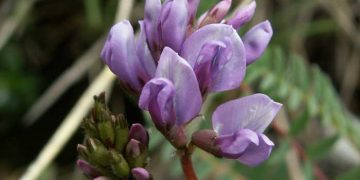 Yalancı Geven Nedir?