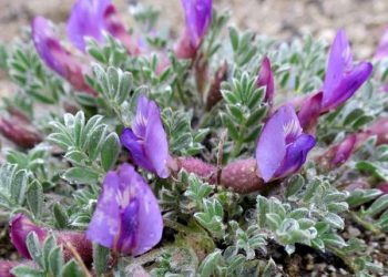 Yalancı Geven Zehirlenmesi Nedir?