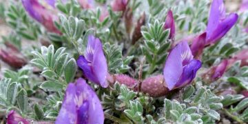 Yalancı Geven Zehirlenmesi Nedir?