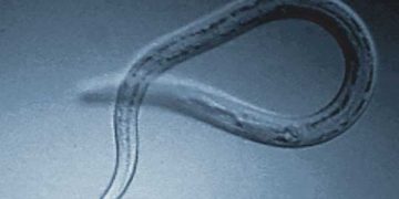 Yalancı Helmint Nedir?