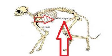 Yalancı Kaburgalar Nedir?