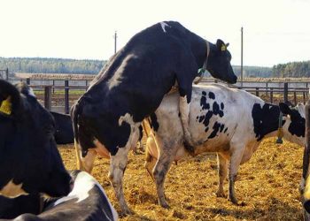 Yalancı Kızgınlık Nedir?