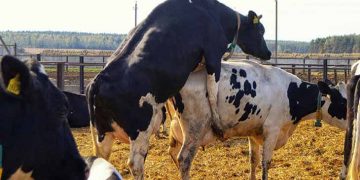 Yalancı Kızgınlık Nedir?