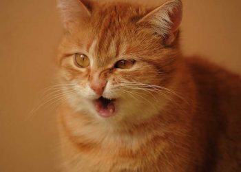 Yalancı Kuduz Nedir?