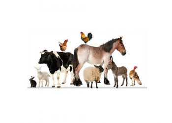 Zootekni Veteriner Hekimlerin İşi Değil mi?