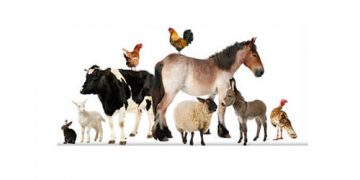 Zootekni Veteriner Hekimlerin İşi Değil mi?