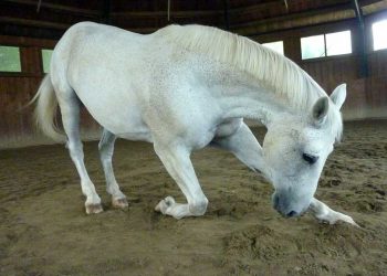 Atlarda Borna Hastalığı (Yakın Doğu At Encephalomyelitis)
