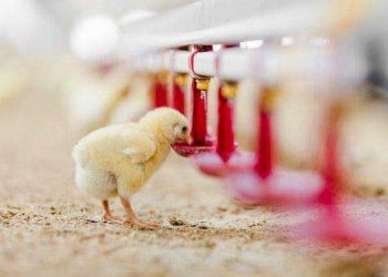 Bitkilerle Barsak Sağlığı: Kanatlılar için umut verici görünmekte