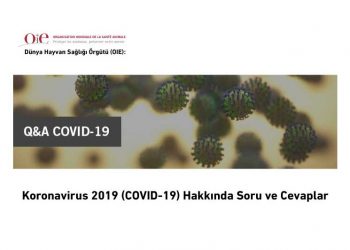 Coronavirus 2019 (COVID-19) Hakkında Soru ve Cevaplar