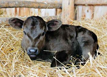 Coronavirus Buzağı İshali