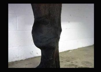 Eklem Yastığı (Bursa)