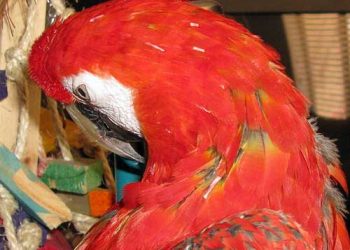 Evcil Kuşlarda Kanamalı Tüy Olgusunda İlk Yardım