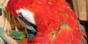 Evcil Kuşlarda Kanamalı Tüy Olgusunda İlk Yardım