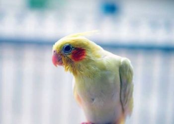 Evcil Kuşlarda Yaralanma (Travma)