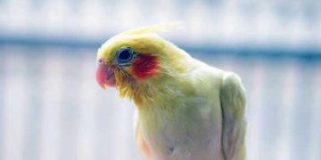 Evcil Kuşlarda Yaralanma (Travma)